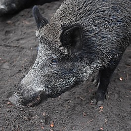 野豬,動物,性質
