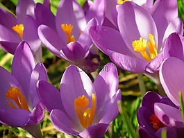 紫色,番红花,鲜花