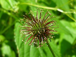 薊,性質(zhì),工廠