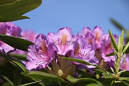 花,灌木,開花