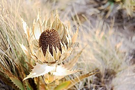 花,戶外,自然
