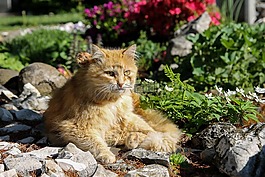 红色的猫,猫,宠物