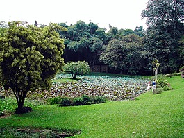 斯里兰卡,植物园,景观