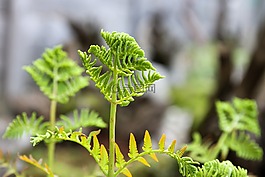 蕨,蕨类植物的驱动器,植物