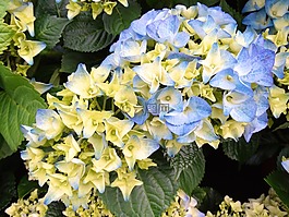植物群,花,鮮花