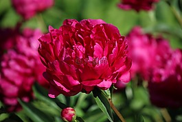 牡丹,花,花園