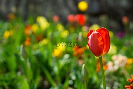 鮮花,春,花園