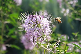 蜜蜂,昆虫,昆虫学