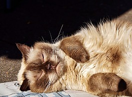 猫,品种猫,英国短毛猫