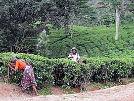 斯里兰卡,cueuilleuses,茶
