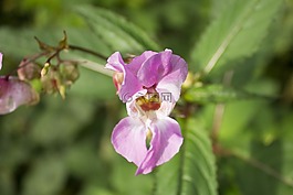 花,性質(zhì),春天