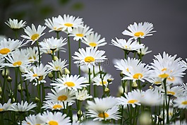 洋甘菊,花,性質
