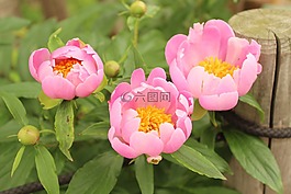 花,芍藥,粉紅