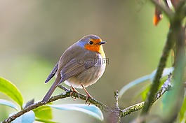 羅賓,鳥,erithacus rubecula