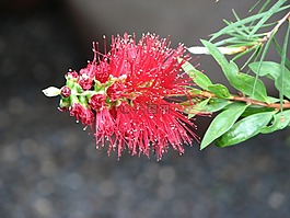 詳細(xì),花,紅色
