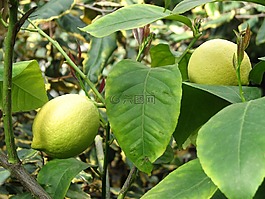 檸檬,檸檬樹,柑橘