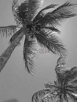 椰子樹,性質(zhì),海灘