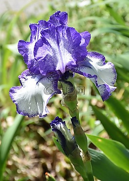 蓝色虹膜,蓝色的花,植物