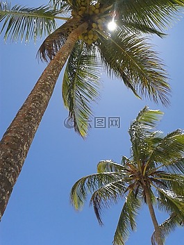 椰子树,性质,海滩