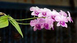 蘭花,植物,花