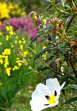 花,盛開,芽