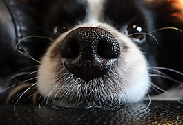 鼻子,狗,黑色