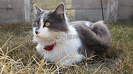 猫,动物,加塔