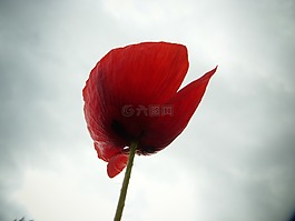 罌粟,紅色,宏