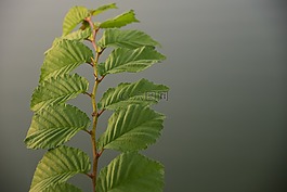 葉子,科,櫸木