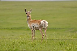 羚羊,野生動物,動物