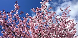 櫻花盛開(kāi),春天,開(kāi)花
