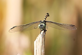 老虎蜻蜓,蜻蜓,kinjeng