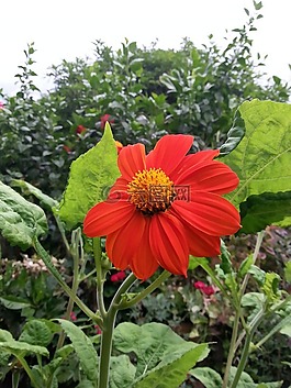 花,花園,紅色