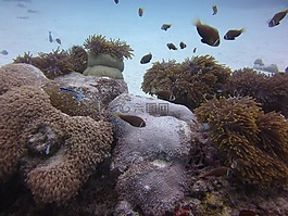 水,魚,礁