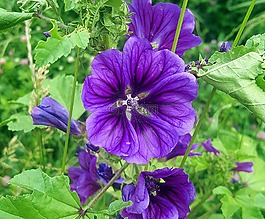 花,美麗,性質(zhì)
