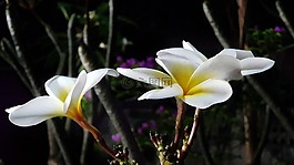 姜黄色百合花,植物,树