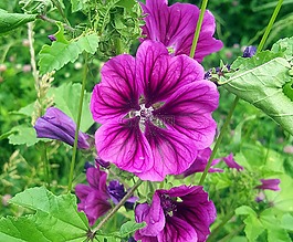 花,美麗,性質(zhì)