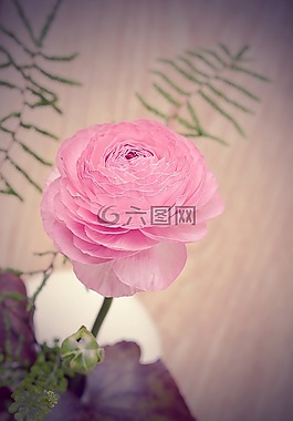 毛茛屬植物,粉紅色,開花