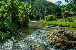 河風景,公園,樹木