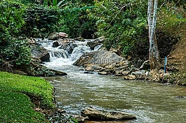 河風景,公園,樹木