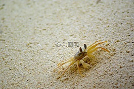 蟹,沙,海灘