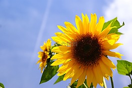 向日葵,花卉,陽光的天空