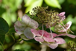 繡球花板,八仙花,繡球