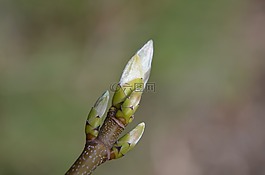春天,科,芽