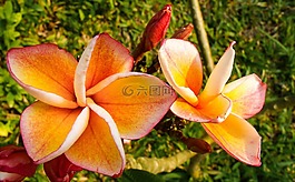 開花,花,粉色橙色