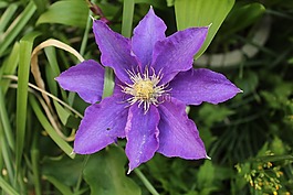 紫色,花,特寫
