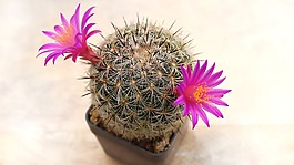 仙人掌,花,工廠