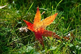 葉子,秋葉,紅色
