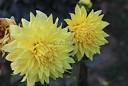 自然,花,植物區(qū)系