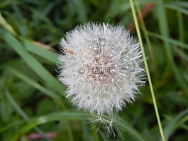 蒲公英,花,性質(zhì)